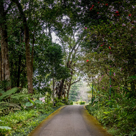 Asphalt road with green trees in the park
