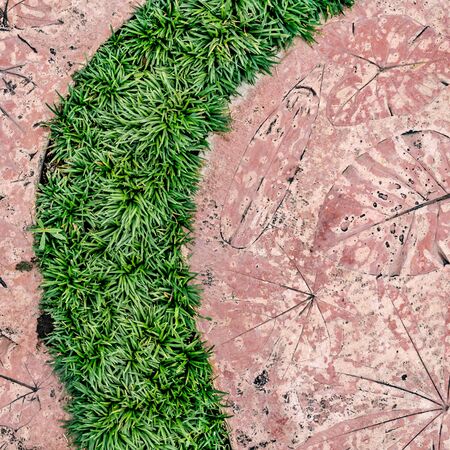 Leaf texture stamp concrete floor with curve of green grassの写真素材