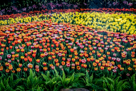 Filed of Colorful tulips with green leavesの写真素材