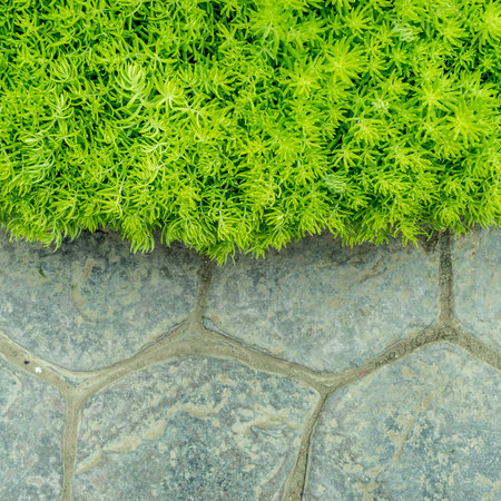 Concrete floor and green fresh plantの写真素材