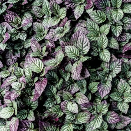 Green and purple leaves floor textureの写真素材