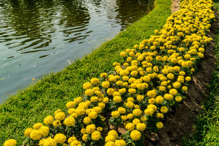 Yellow flowers bed with green water pondの写真素材