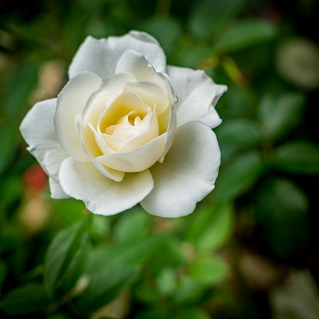 White rose on blurred green leaves background in the gardenの写真素材