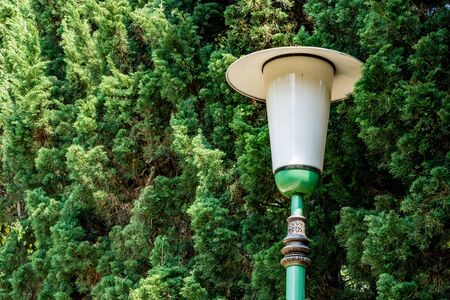 Sidewalk lantern on green leaves of pine trees background in the gardenの写真素材