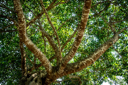 Top of Green trees view from below