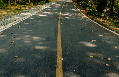 Yellow curve road sign on the road to the jungleの写真素材