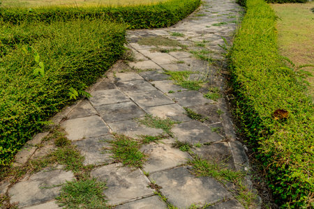 Concrete pathway in the park with green trimmed bush hedgeの写真素材