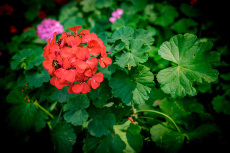 Red geranium flower on green blurred backgroundの写真素材