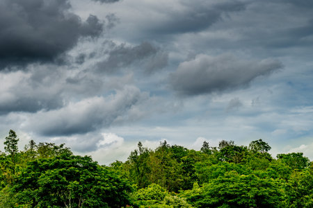 Dark cloud with green leaves of forest