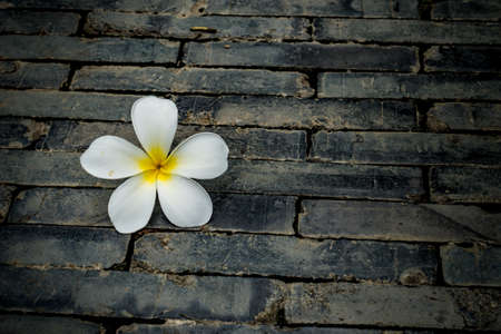 White plumeria flower on black brick floorの写真素材