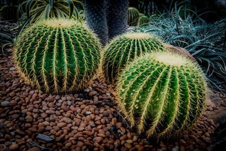 Green Cactus on small gravelの写真素材