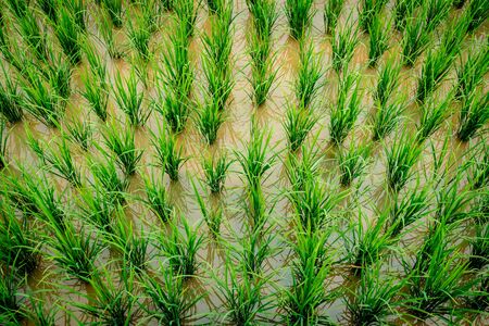 Rice Paddy filed in Thailandの写真素材