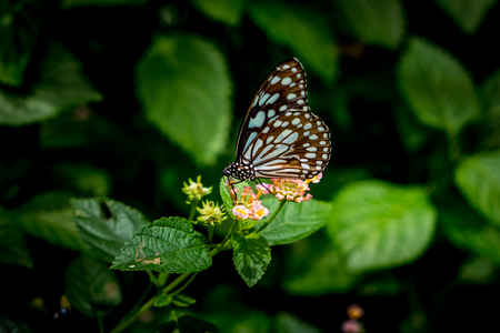 Butterfly on flowers with green leaves backgroundの写真素材