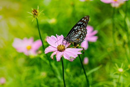 Butterfly on flowers with green leaves backgroundの写真素材