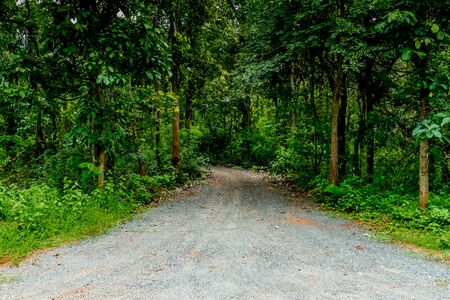 Dust country road with green trees to the jungleの写真素材