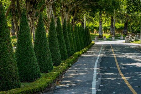 Asphalt road with cone trimmed plants in the parkの写真素材