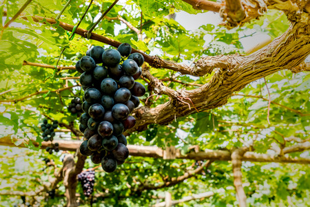 Grapes bunch on blurred green leaves backgroundの写真素材