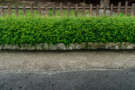 Green hedge fence with concrete sidewalkの写真素材