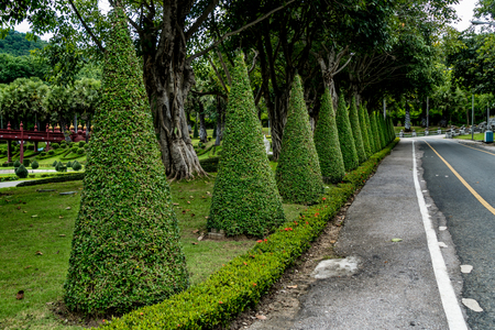 Cone trimmed plants at side of road in the parkの写真素材