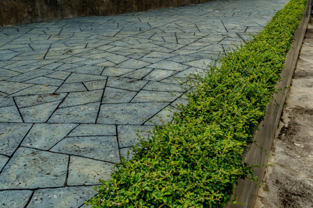 Concrete pathway with green trimmed bush hedge in the parkの写真素材