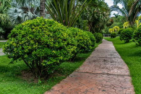 Concrete pathway with green plants in the parkの写真素材