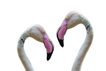 Head of beautiful white flamingo with pink beakの写真素材