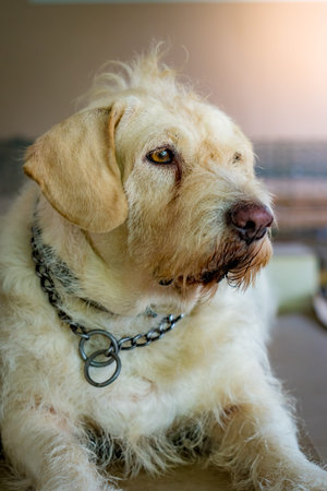 Image of Cute labrador retriever