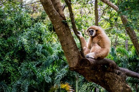 Brown gibbon sitting on the branch of big treeの写真素材