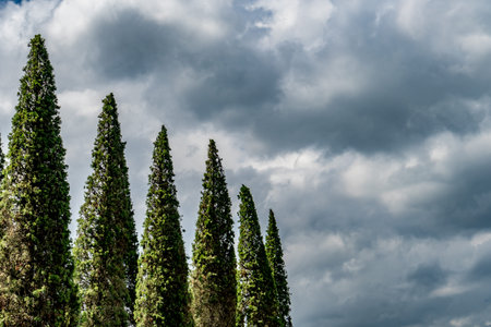 Top of Pine trees with dark cloud backgroundの写真素材