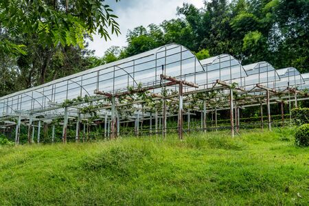Grape farm in rainy zoneの写真素材