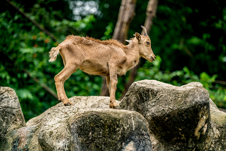 Young mountain big horn sheep on the rockの写真素材