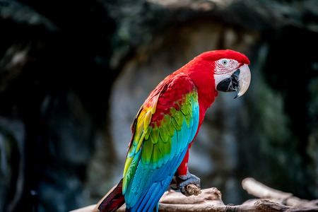 Image of Colorful macaw on branchの写真素材