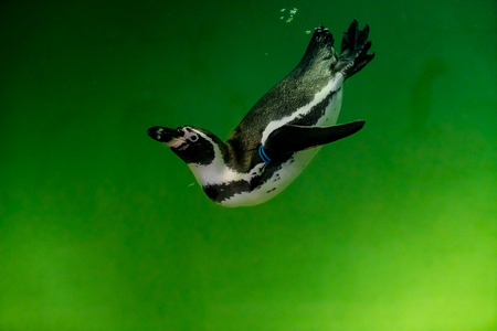 Image of Penguin in green waterの写真素材