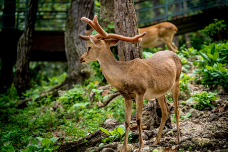 Image of male eld's deers in the zooの写真素材