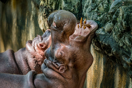 Close up image of hippo's head opening mouthの写真素材