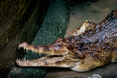 Malayan gharial, Closeup image of Crocodile in the zooの写真素材