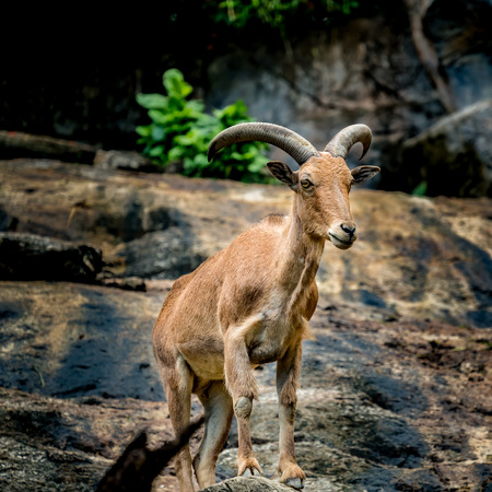 Sheep, mountain big horn sheep on the rockの写真素材