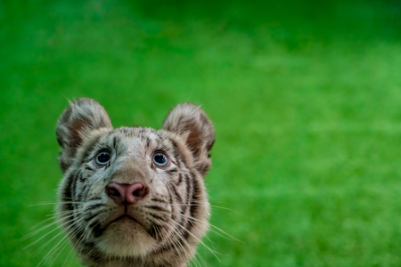 Funny face of Young white tiger on green backgroundの写真素材