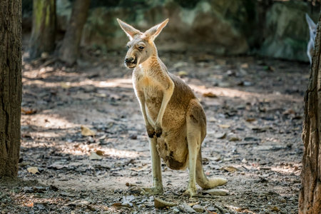 Image of female kangaroo standing on groundの写真素材