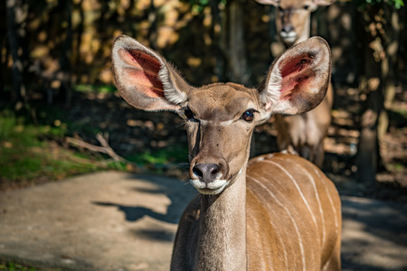 Closeup image of young female nyalaの写真素材