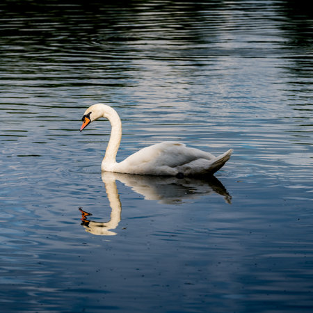 White swan on green waterの写真素材