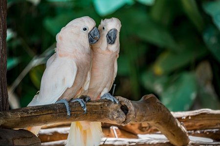 Two lover cockatoos on the branchの写真素材