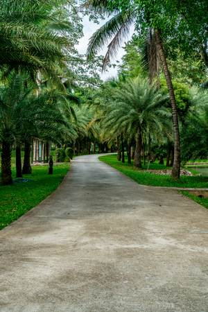 Concrete road with green palm tree in the parkの写真素材