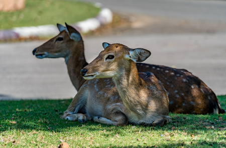 Brown Sika deer in car parkの写真素材
