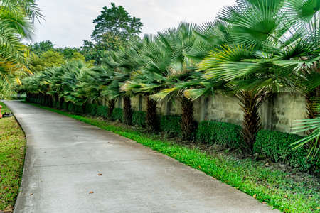 Asphalt road with green palm tree in the parkの写真素材