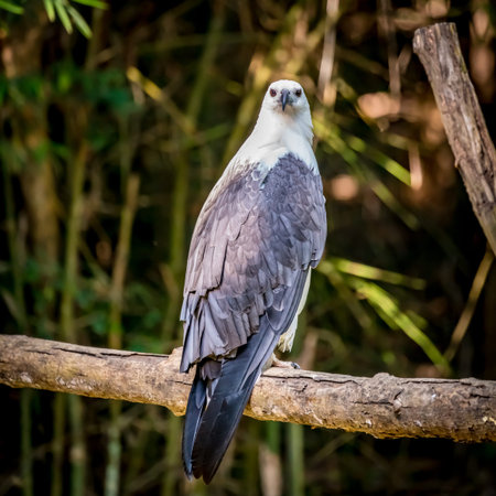 White-bellied Sea Eagle on the branch