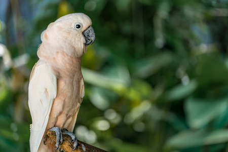 White cockatoos on the branchの写真素材
