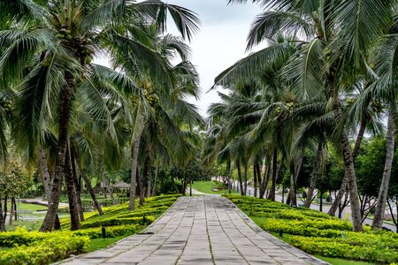 Coconut trees with concrete pathway in the parkの写真素材