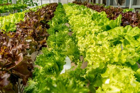Fresh Green lettuce in hydroponics farmの写真素材