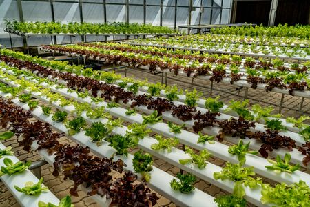Fresh Green lettuce in hydroponics farmの写真素材